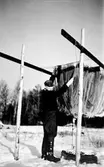 Torkning av fiskenät, 1950-tal