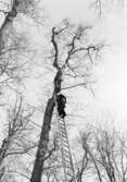 Brandmän i träd, 1950-tal