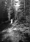 Promenad i skogen, 1906