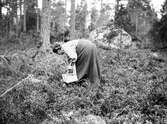 I lingonskogen, 1906