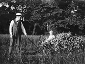 Samla löv till midsommarstång, 1908-06-23