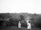 Häst och barn, 1913