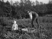 Upptagning av potatis, 1910