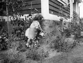 Vattning av rosor, 1911