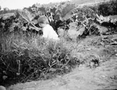 Plocka rabarber, 1917