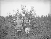 Barn med äpplen, 1919