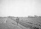 Pojke på promenad, våren 1920