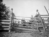 Barn på grindstolpar, juli 1920