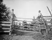 Barn på grindstolpar, juli 1920