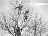 Klättring i häggträdet, april 1922