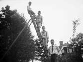Pojkar på stege, augusti 1922