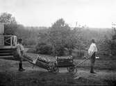 Äppelskörden bärgas, oktober 1924