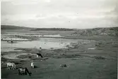 Betande kor och hästar på strandängarna innanför Möaskär, Örmevalla, mot nordost.