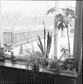 OMSLAGSBILD BLOMFÖNSTER, LANDSKAP MED SAGOFIGURER, JULBORD, LYSNINGSPRESENTER