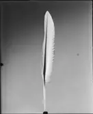 HALDA SKRIVMASKIN, GÅSPENNA