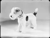 FÖREMÅL FÖR LUNDVÄST - SPORT