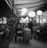 KVÄLLSBILDER FRÅN KUNGSTRÄDGÅRDEN