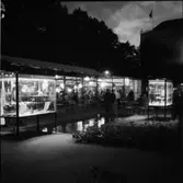 KVÄLLSBILDER FRÅN KUNGSTRÄDGÅRDEN