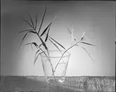 ORREFORSGLAS MED GRÖNSAKER, FRUKT, KEX, OST