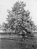 Päronträd i Zinkgruvan, 1911-06-07