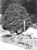 Granbuske i Zinkgruvan, 1911-06-07