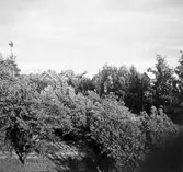 Villaområde i Hagaby, 1910-1920