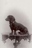 Hunden Dollman, 1900-1910