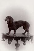 Hunden Dolly Dollman, 1900-1910