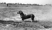 Hunden Trilby, 1900-1910