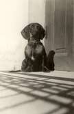 Hunden Kickan, 1920-1939