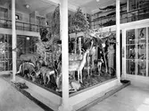 Del av biologiska muséet på karolinska skolan, 1940-tal