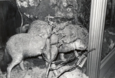 Vargar på Karolinska skolans biologiska mueum, 1970-tal