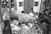 Uppstoppade djur på Karolinska skolans biologiska mueum, 1970-tal