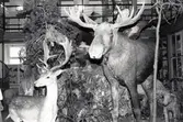 Uppstoppade djur på Karolinska skolans biologiska mueum, 1970-tal
