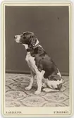 Kabinettsfotografi - hund, Strängnäs