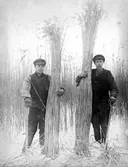 Arbete med vass till Hidingsta vassfabrik, 1930-tal