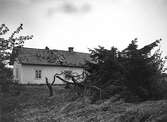 Hus som skadats av stormfälld gran, 1940-tal