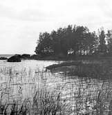 Klipphällar i Tisaren, 1920-tal