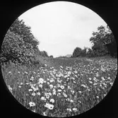 Sommaräng, 1920-tal