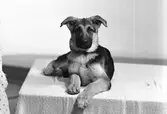 Hund, 1959