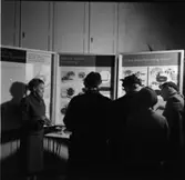 HFI:S UTSTÄLLNING I KÖPING