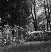 DIVERSE EXTERIÖRER OCH PARKBILDER