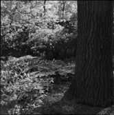 DIVERSE EXTERIÖRER OCH PARKBILDER