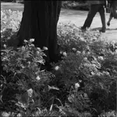 DIVERSE EXTERIÖRER OCH PARKBILDER