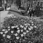 DIVERSE EXTERIÖRER OCH PARKBILDER