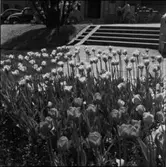 DIVERSE EXTERIÖRER OCH PARKBILDER