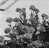 FOLKHÖGSKOLA
EXTERIÖR, INTERIÖR