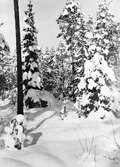 Snö på träd, 1938
