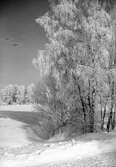 Snöklädda träd 1940-tal
