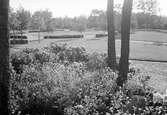 Blommor i Stadsparken 1940-tal